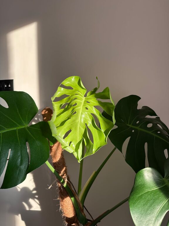 How to Refresh Your Home with Plants: Simple Green Tips